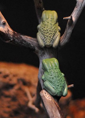 Two Waxy Monkey Tree Frogs