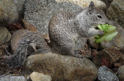 Ground Squirrel with Lettuce