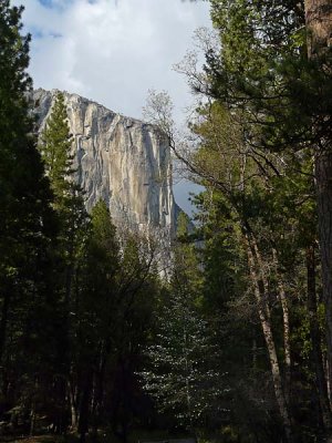 El Capitan and Dogwood Tree