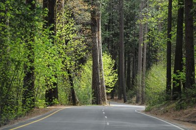 Green Lined Drive