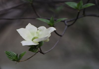 Single Dogwood Blossom