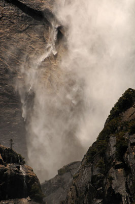 Yosemite Falls and Pine Tree