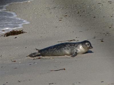 Beached Seal
