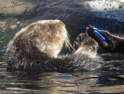 Otters and Seals at Monterey 2005
