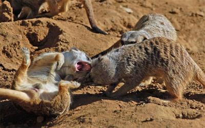 Meerkats at Play