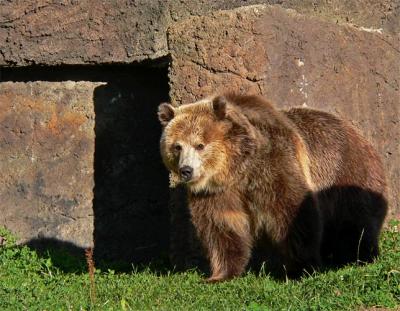  A Grizzly Afternoon