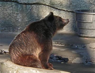 Grizzly Lips