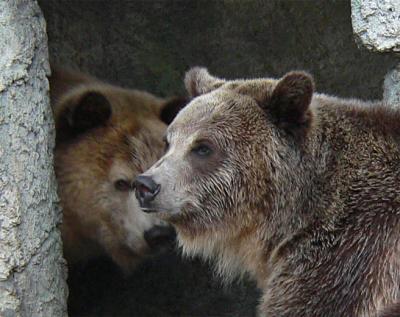 Grizzly Profile
