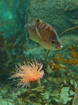 Peach Anemone & Fish