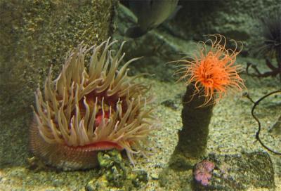 Two Anemones