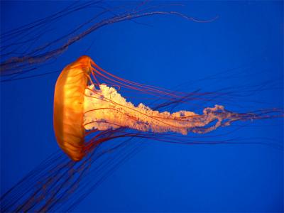 Monterey Bay Aquarium - Nov. 2005