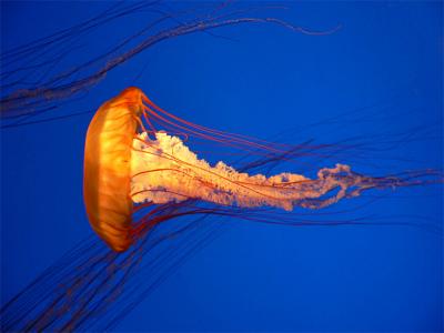 Sea Nettle Jellyfish