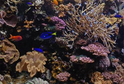 g3/34/494634/3/52915073.20RainbowReef.jpg