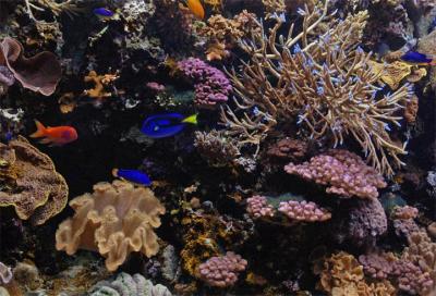 Rainbow Reef