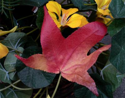 Red Leaf & Yellow Flowers