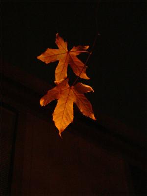 Leaves at Night
