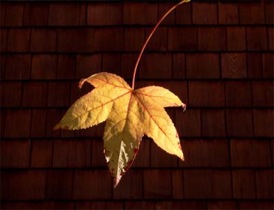 Yellow Leaf In Evening