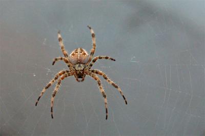 An Outside Visitor -  Eyes Aglow