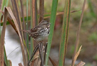 Song Sparrow in Reeds