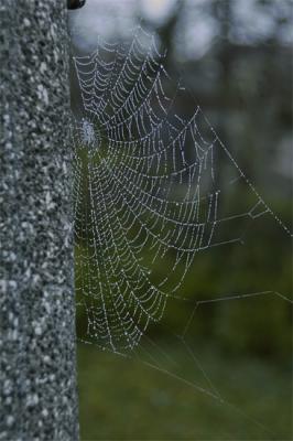 Morning Dew on Web