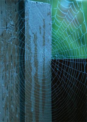 Web and Wood