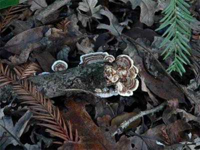 Turkey Tail Fungus