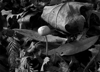 Mushroom & Textures - B/W