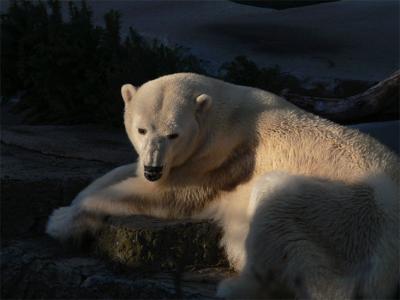 Polar Bear in Sunlight