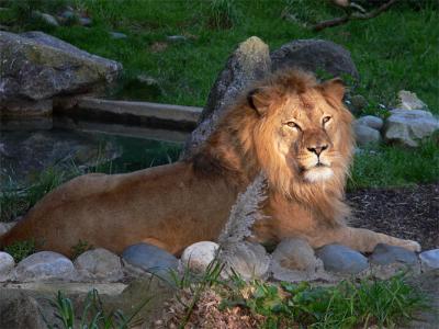Lion in the Sun