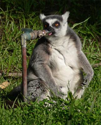 Thirsty Lemur