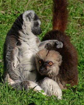 Lemur Pals