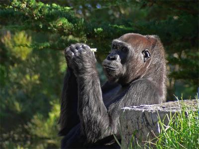 Gorilla at Ease