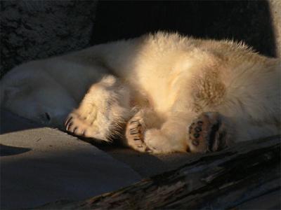 Polar Bear Nap