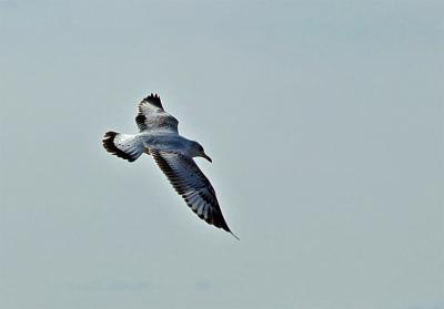 Angled Gull