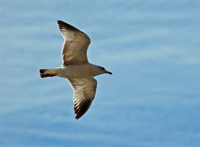 Gull and Blue Sky