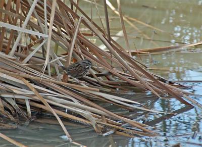Fox Sparrow In the Reeds