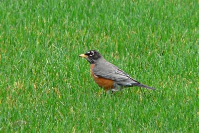 Robin in Green Field