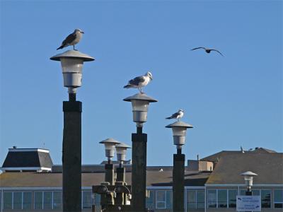 Gulls In a Row