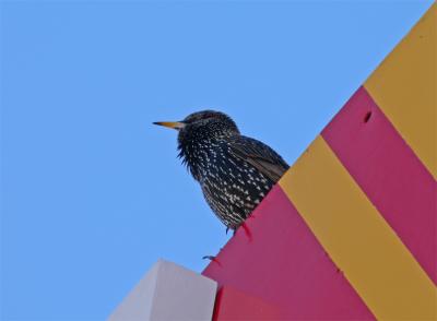 Starling Color