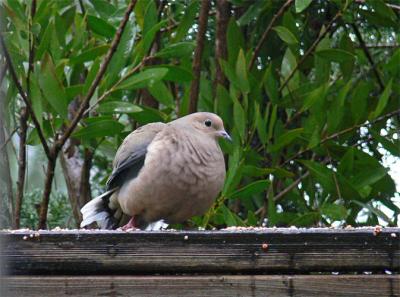 All Fluffed Up