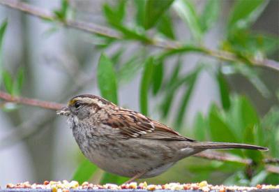 Cute Sparrow