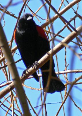 Red-winged Blackbird