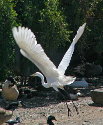Great Egret Take-off