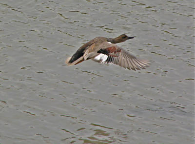 Gadwall Flying