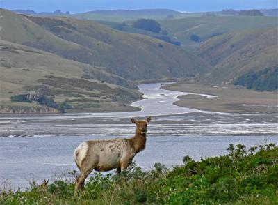 Tule Elk Above Tomales Bay