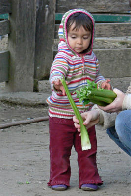 Celery Girl