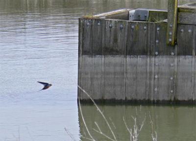 Barn Swallow