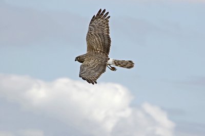 Northern Harrier In the Clouds