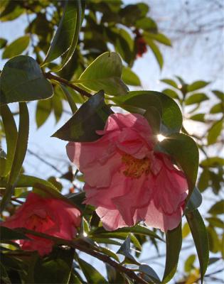 Camelia in Afternoon Light