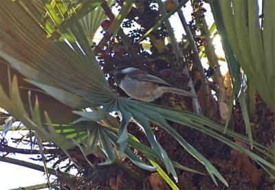 Chickadee In a Palm